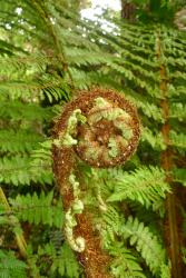 Cyathea smithii.  Crozier on a mature plant protected by dark brown scales.
 Image: L.R. Perrie © Te Papa 2014 CC BY-NC 3.0 NZ